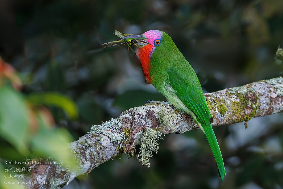 Red-bearded Bee-eater - liewwk Nature