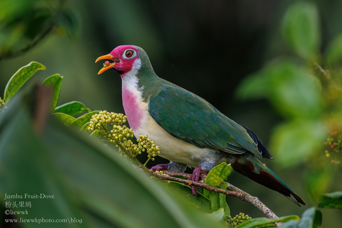 Jambu Fruit-Dove - ML615704099