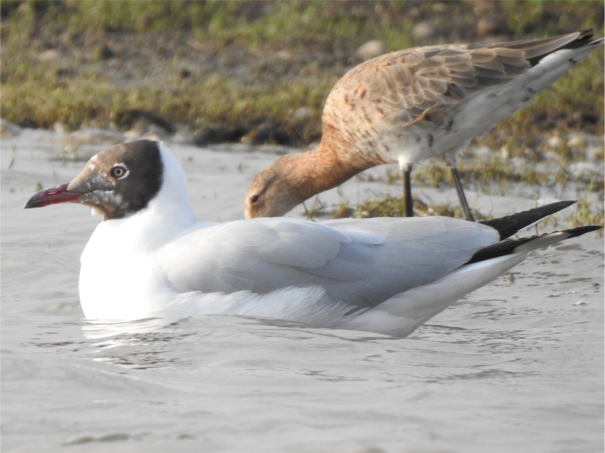 Brown-headed Gull - ML615704100