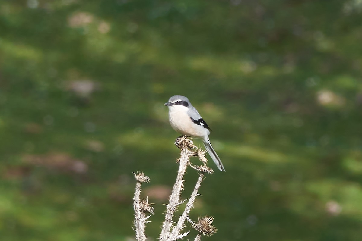 Iberian Gray Shrike - ML615704103