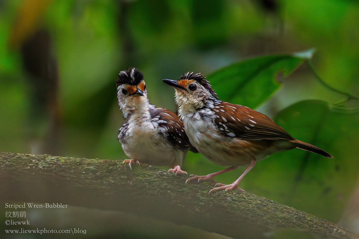 Striped Wren-Babbler - liewwk Nature