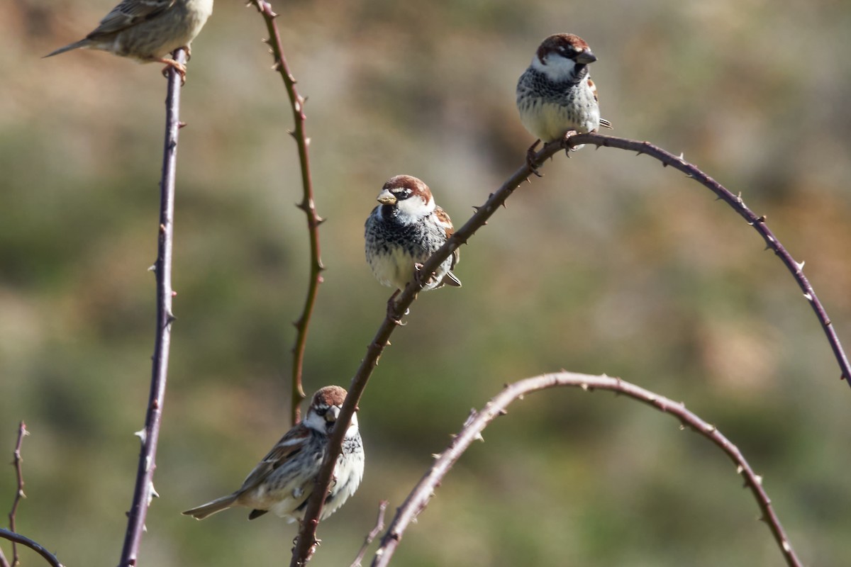 Spanish Sparrow - ML615704127