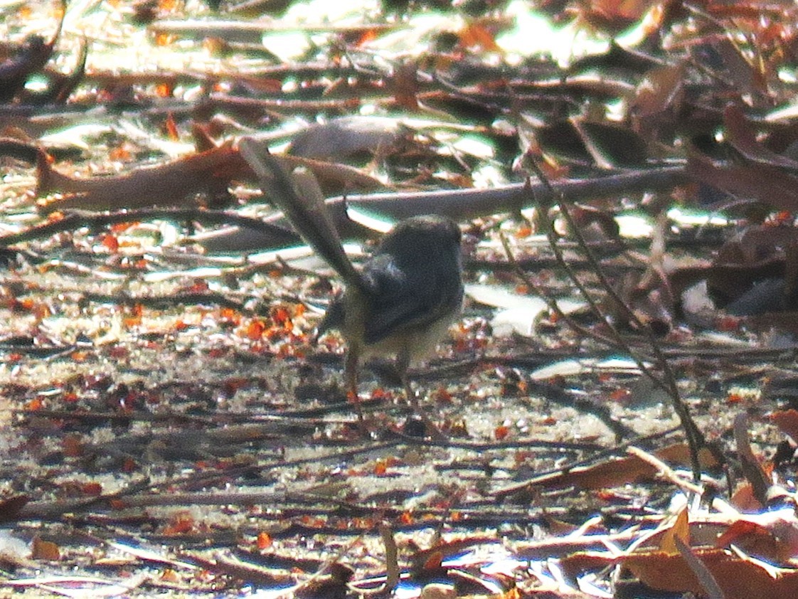 Blue-breasted Fairywren - Michel Turcot