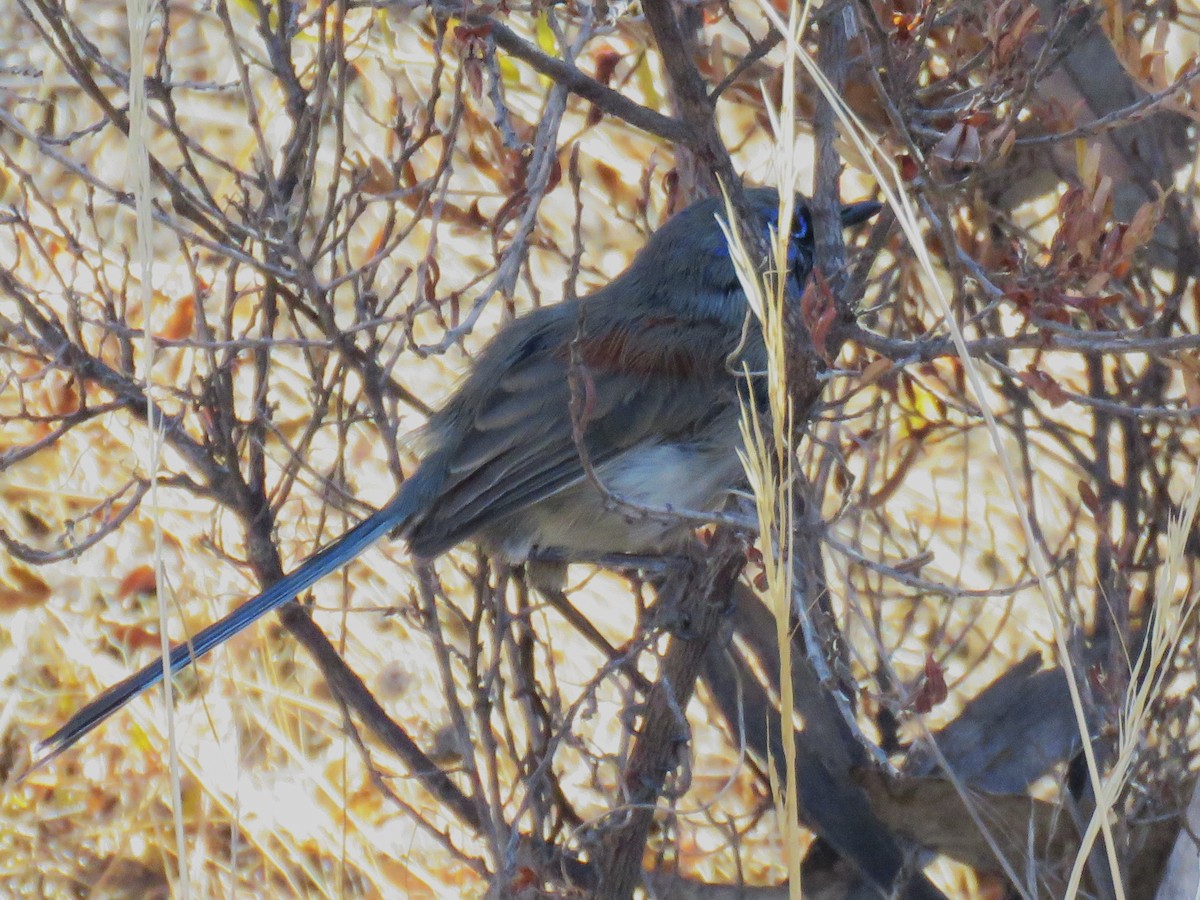 Blue-breasted Fairywren - ML615704154