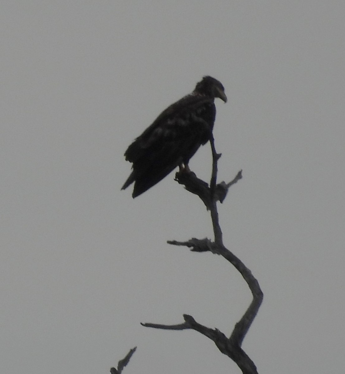 Pygargue à tête blanche - ML615704163