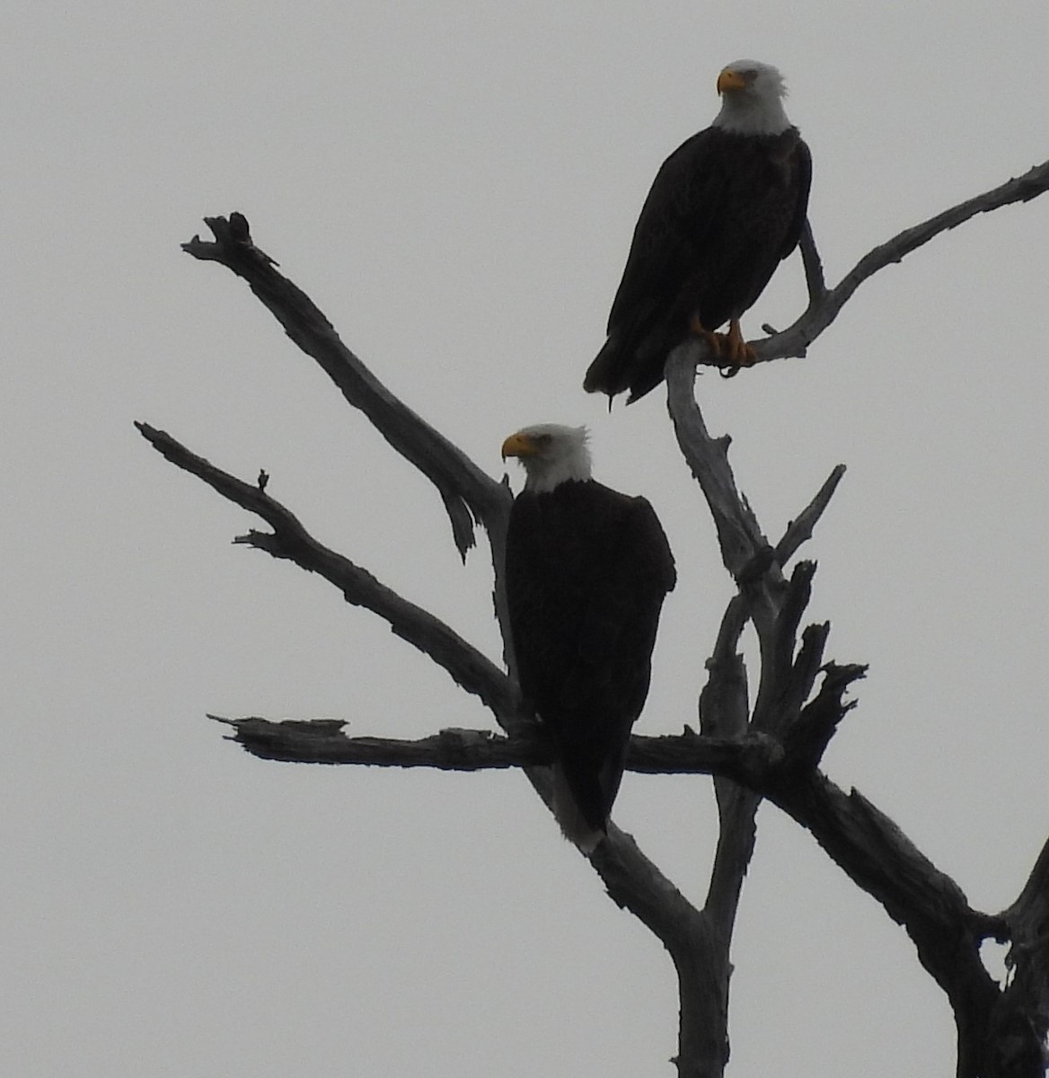 Bald Eagle - John  Paalvast