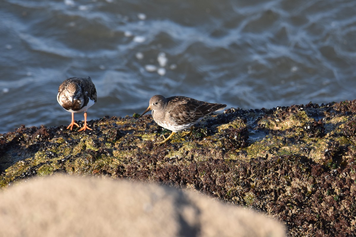 Purple Sandpiper - ML615704167