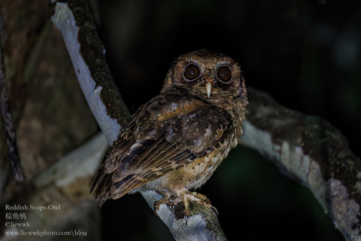 Reddish Scops-Owl - ML615704196