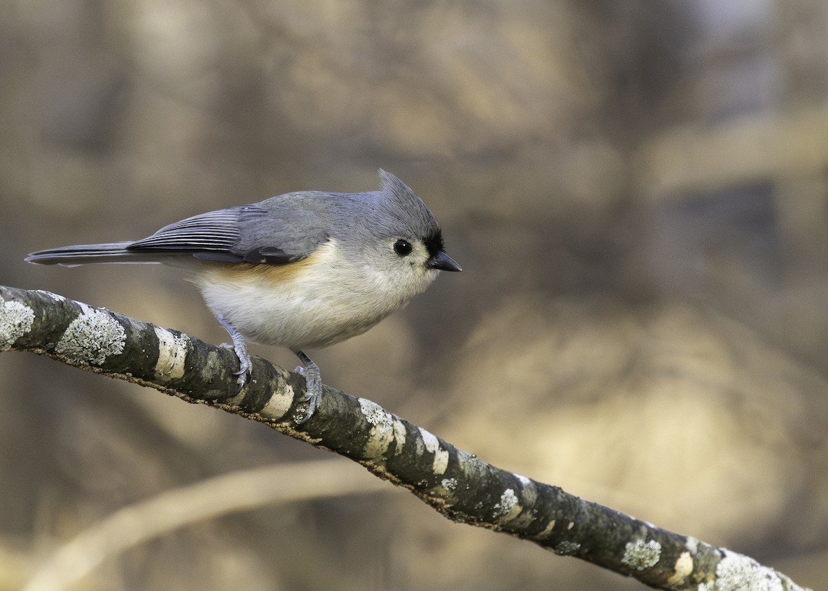 Tufted Titmouse - R Brodell