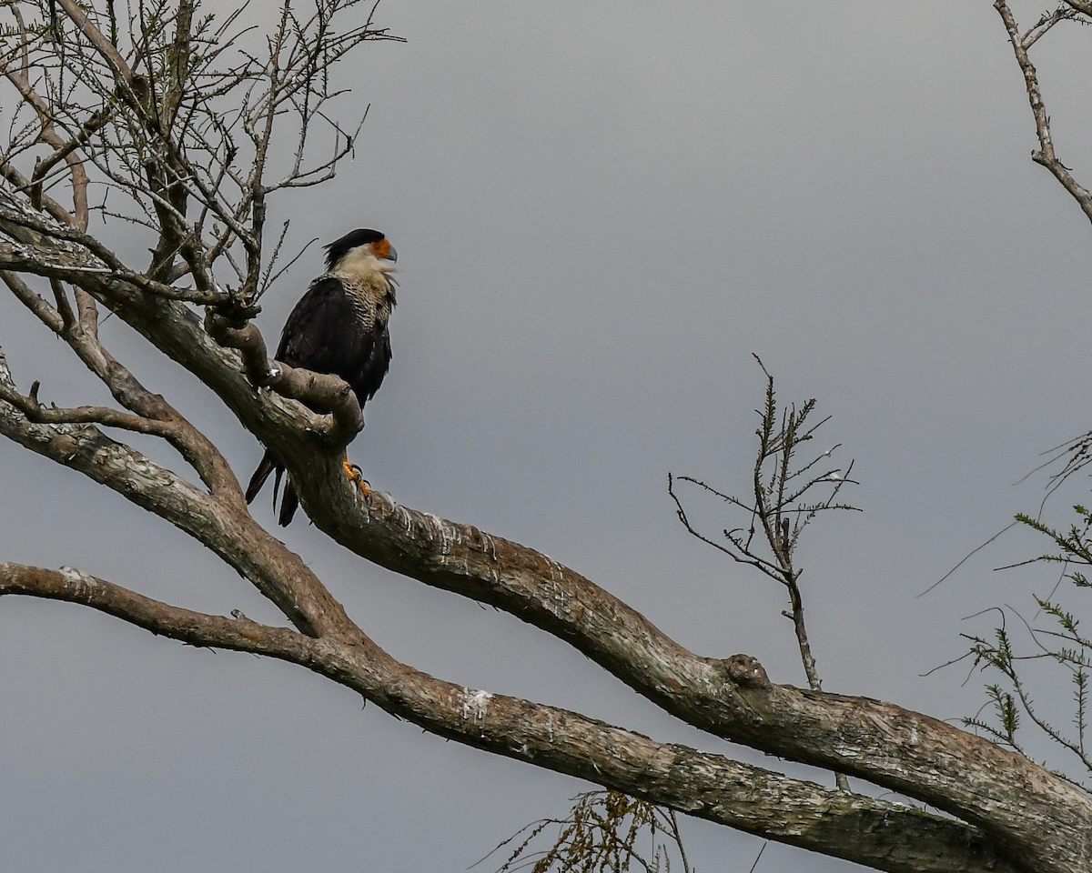 Crested Caracara - ML615704291