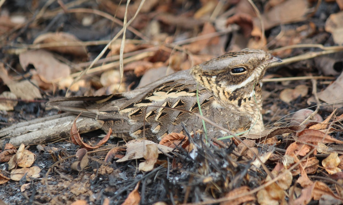 Indian Nightjar - ML615704353