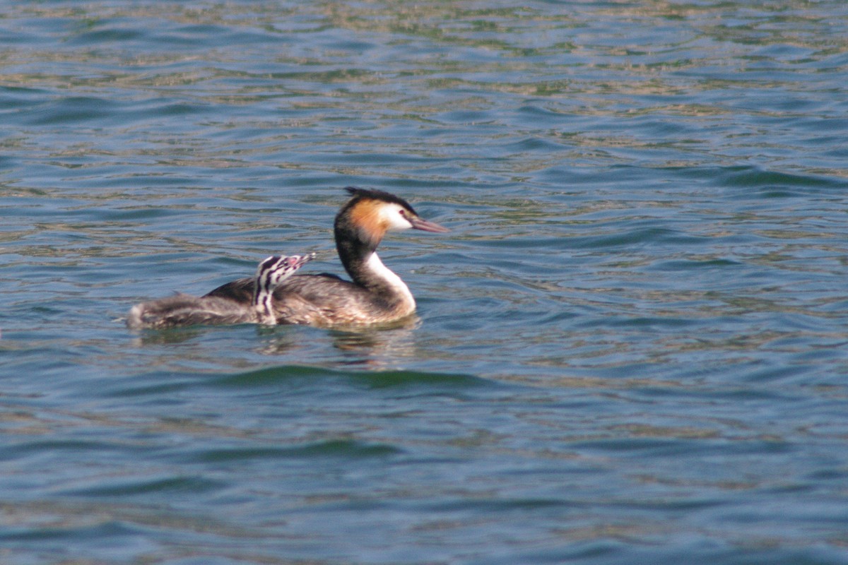Great Crested Grebe - ML615704405