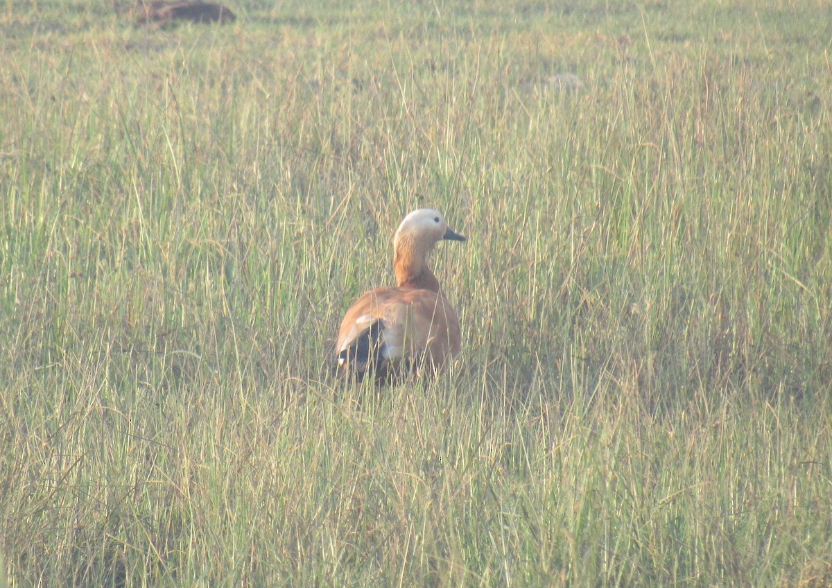 Ruddy Shelduck - ML615704406