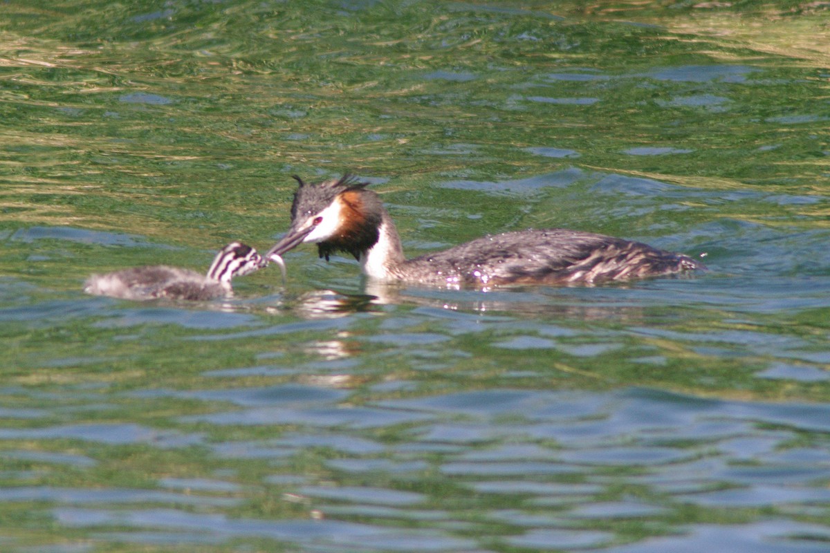 Great Crested Grebe - ML615704422