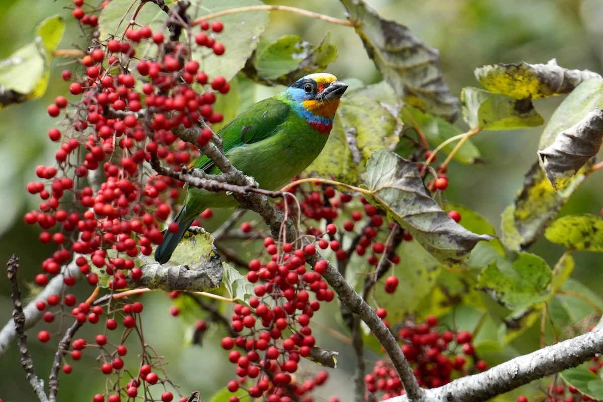 Taiwan Barbet - ML615704453