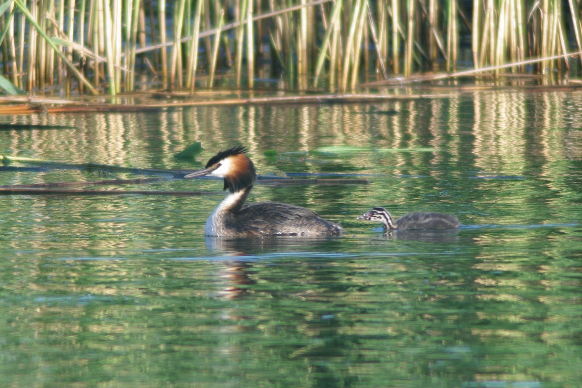 Great Crested Grebe - ML615704456
