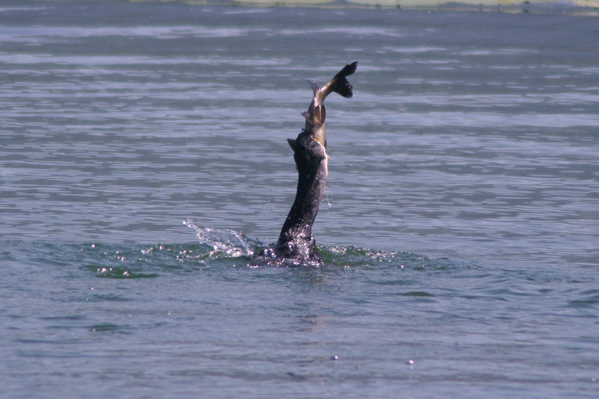 Great Cormorant - ML615704464