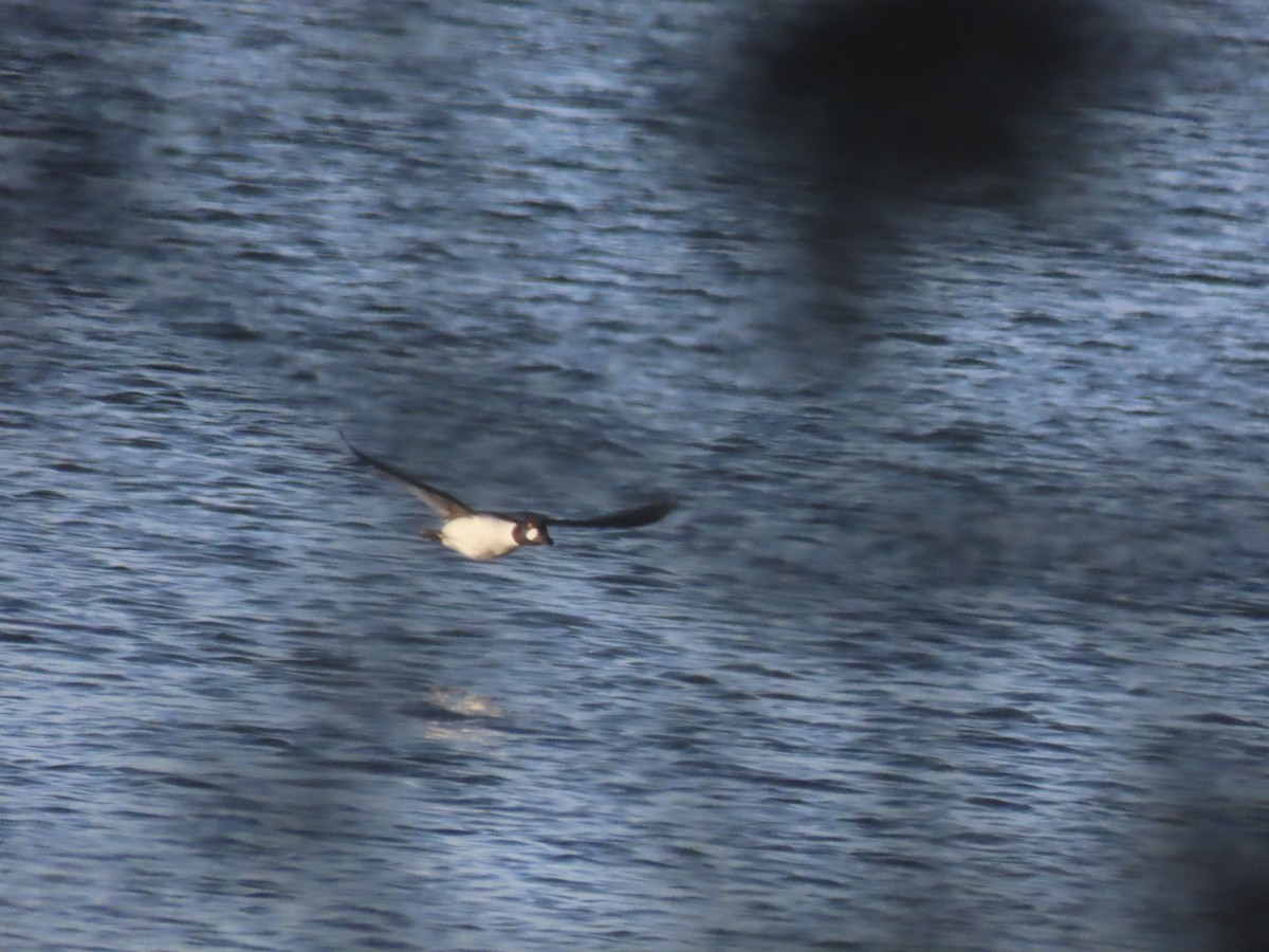 Common Goldeneye - ML615704468