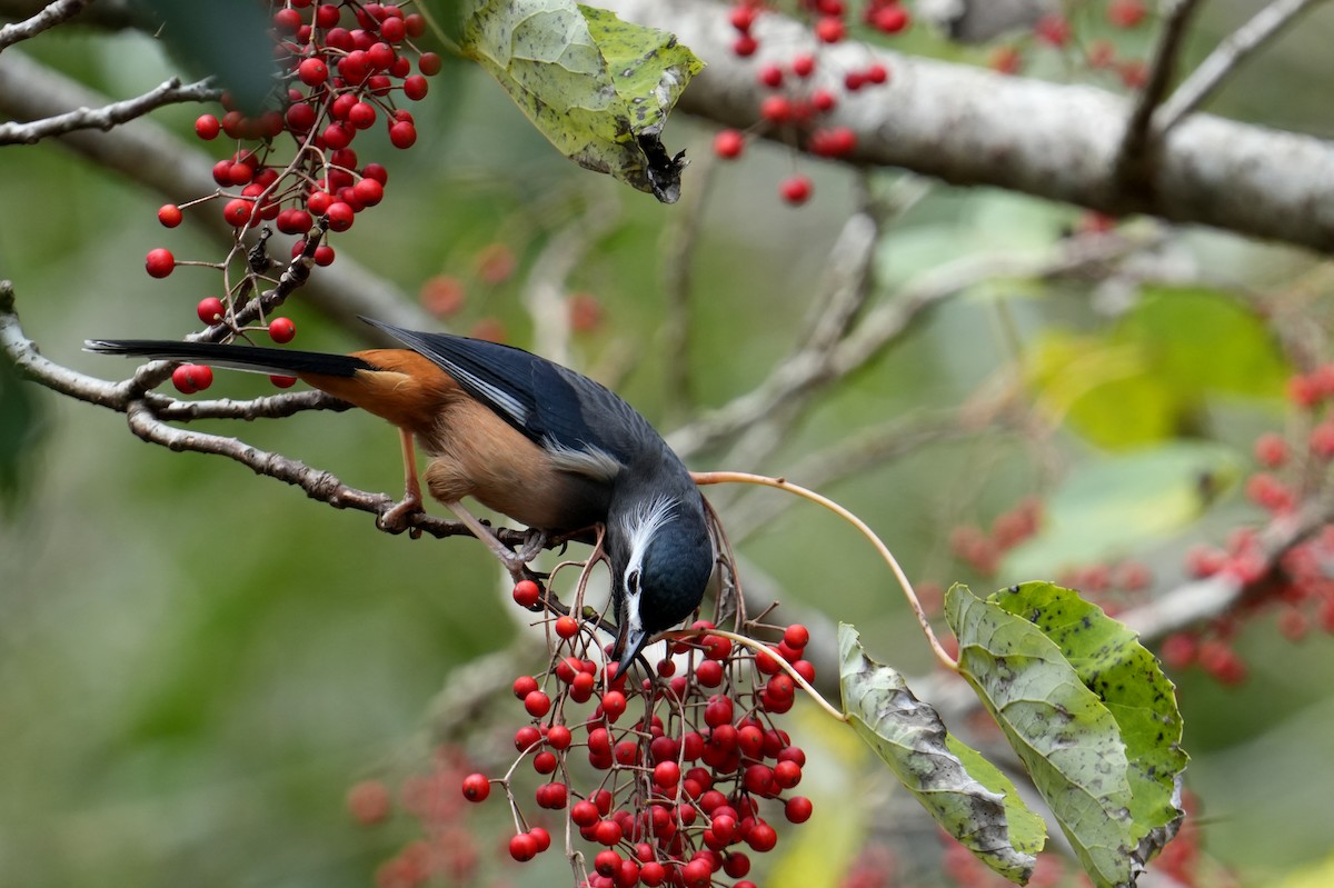 White-eared Sibia - ML615704471