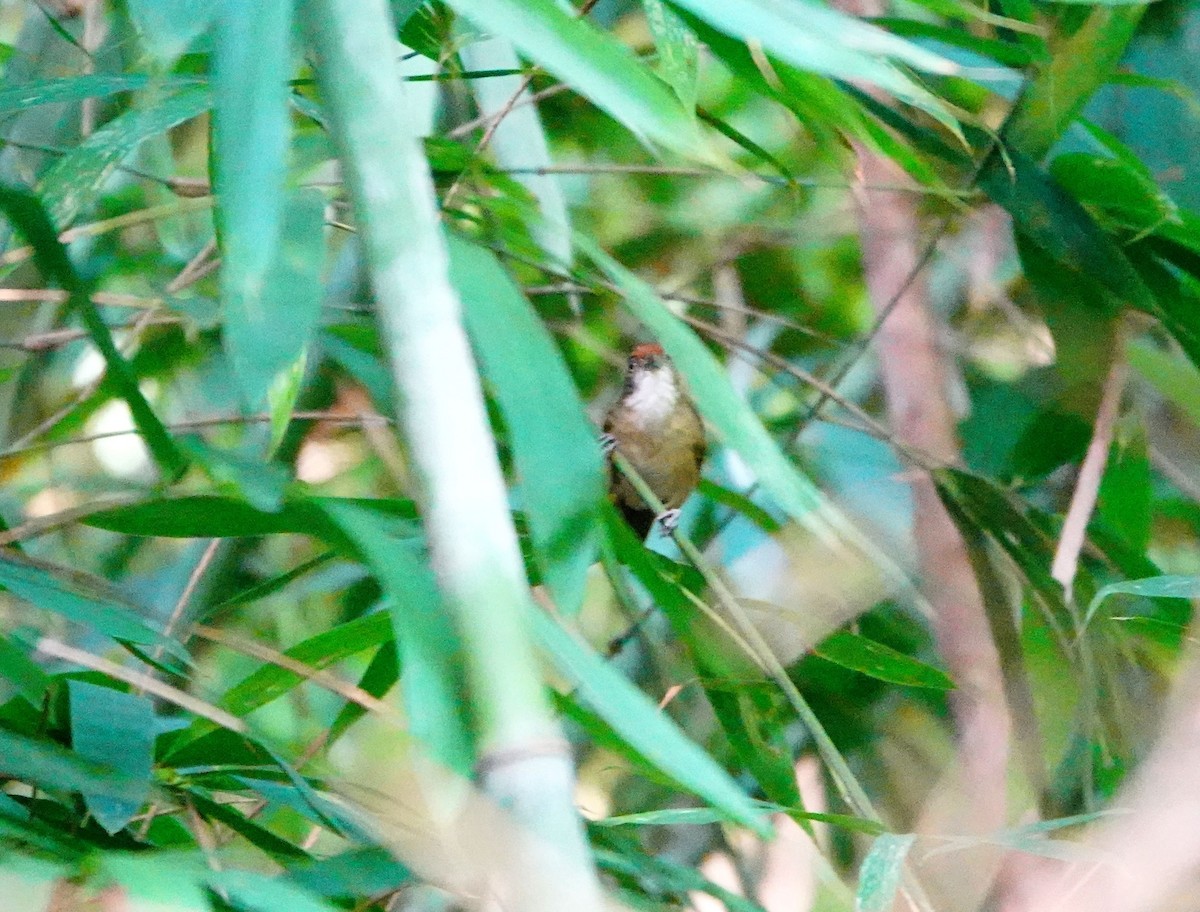 Palawan Babbler - ML615704502