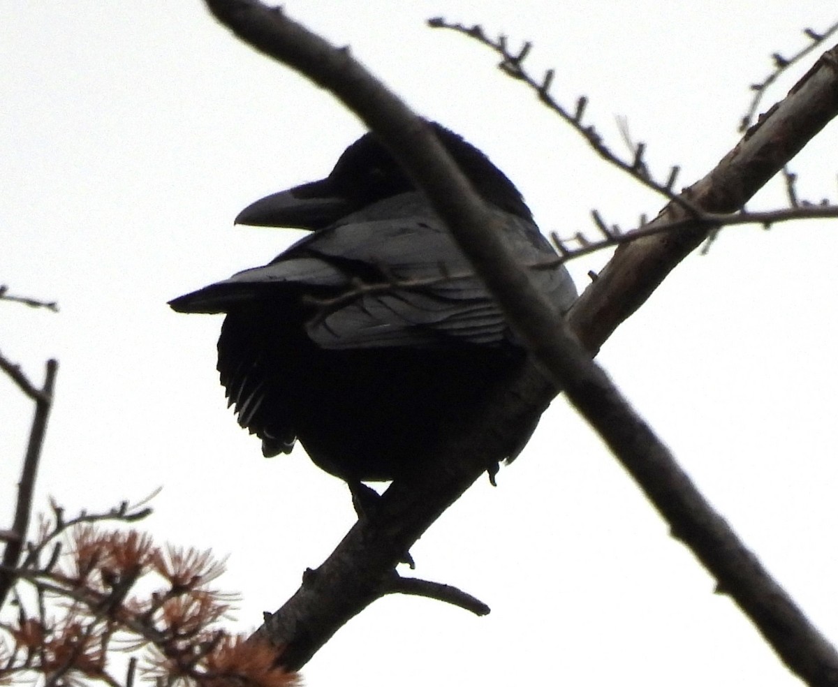 Carrion Crow - Scott Weaver