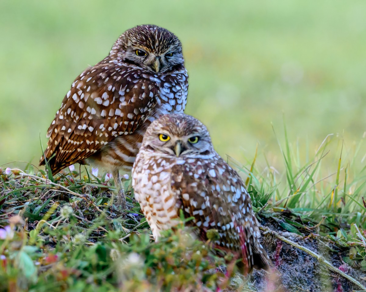 Burrowing Owl (Florida) - Julia Tanner