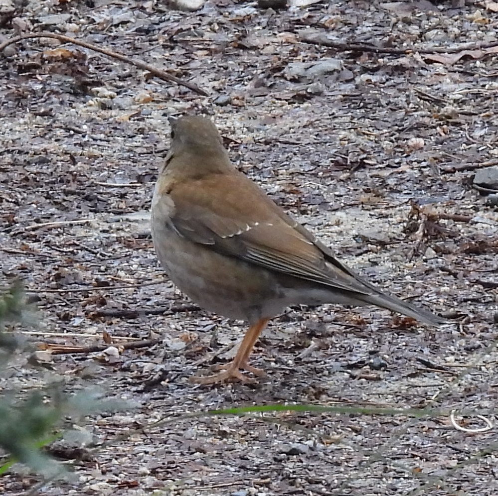 Pale Thrush - Scott Weaver