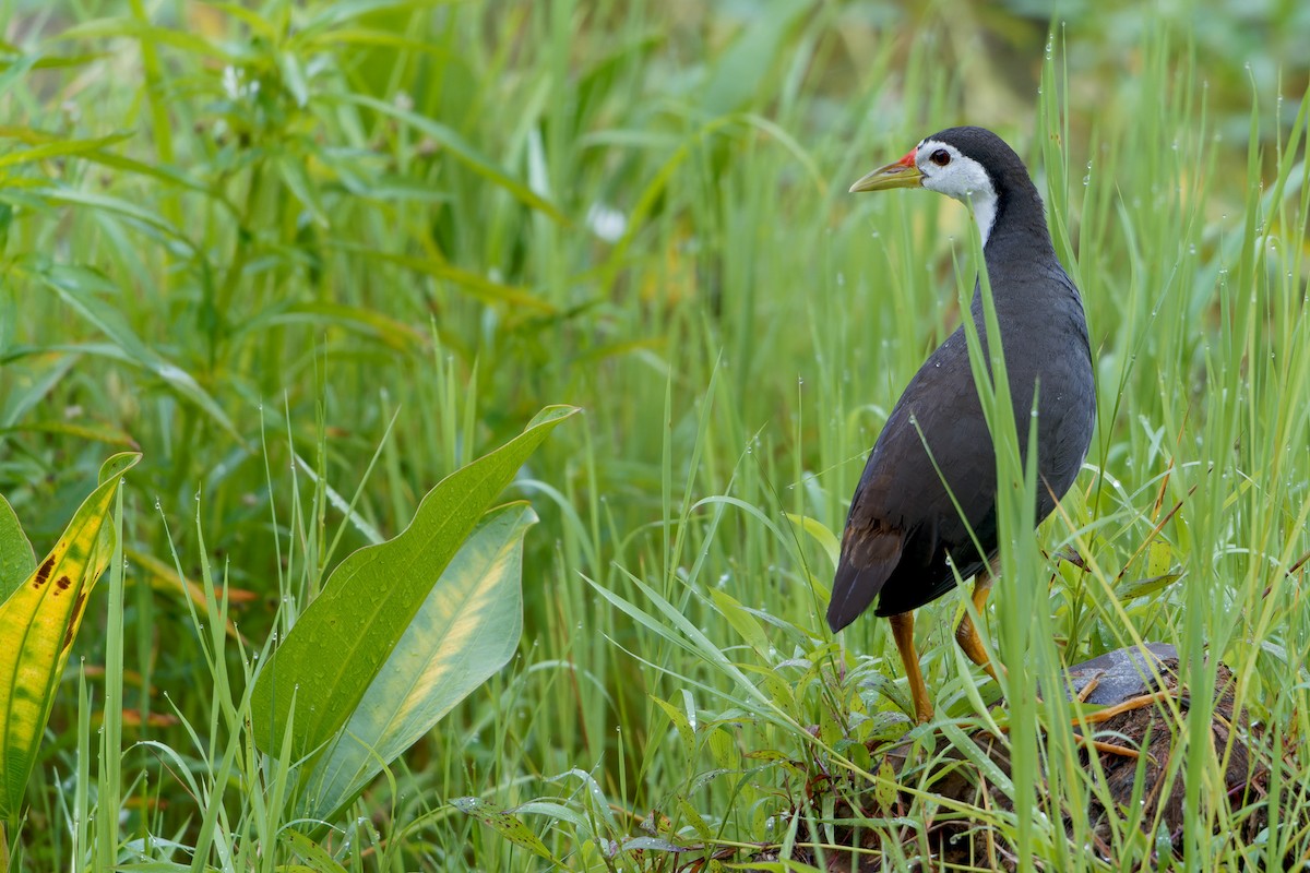 White-breasted Waterhen - ML615704677