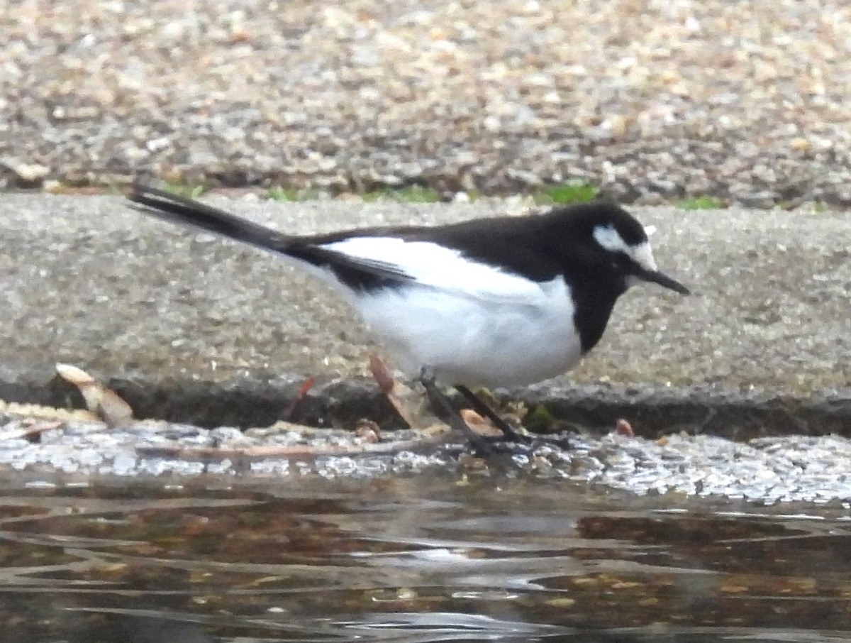 Japanese Wagtail - Scott Weaver