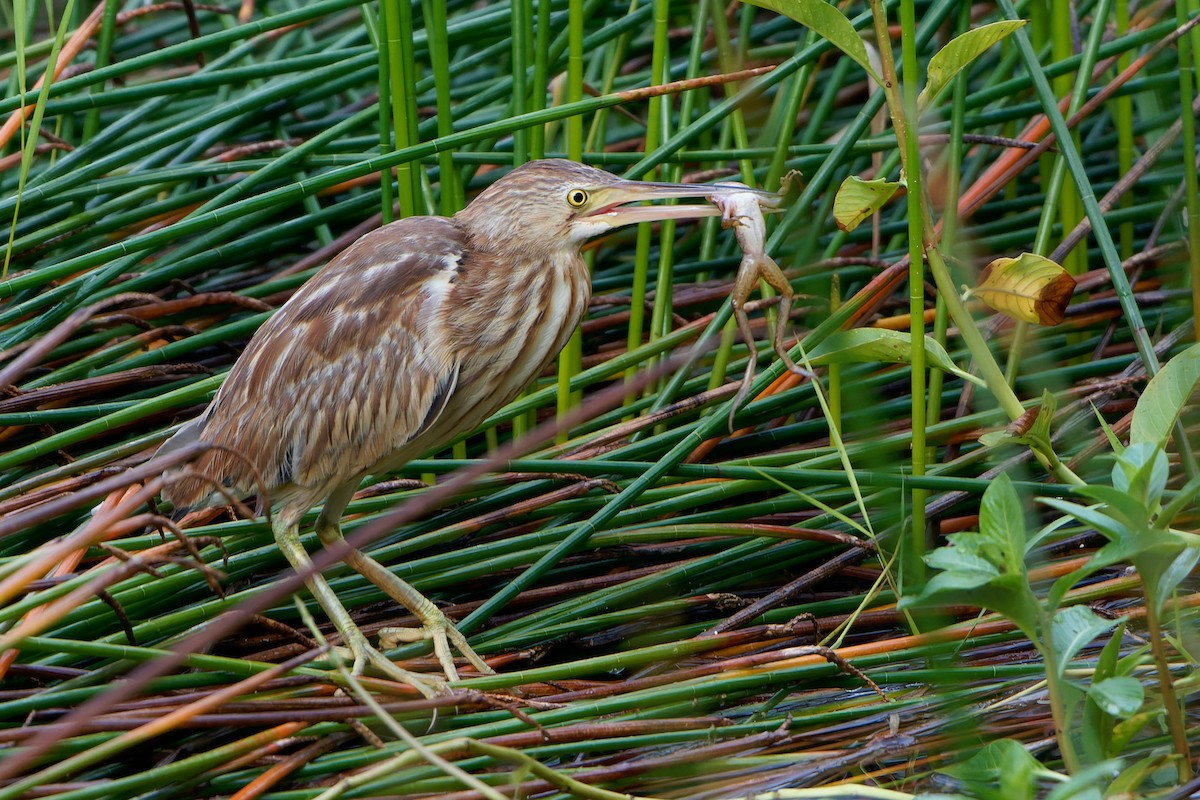 Yellow Bittern - ML615704741