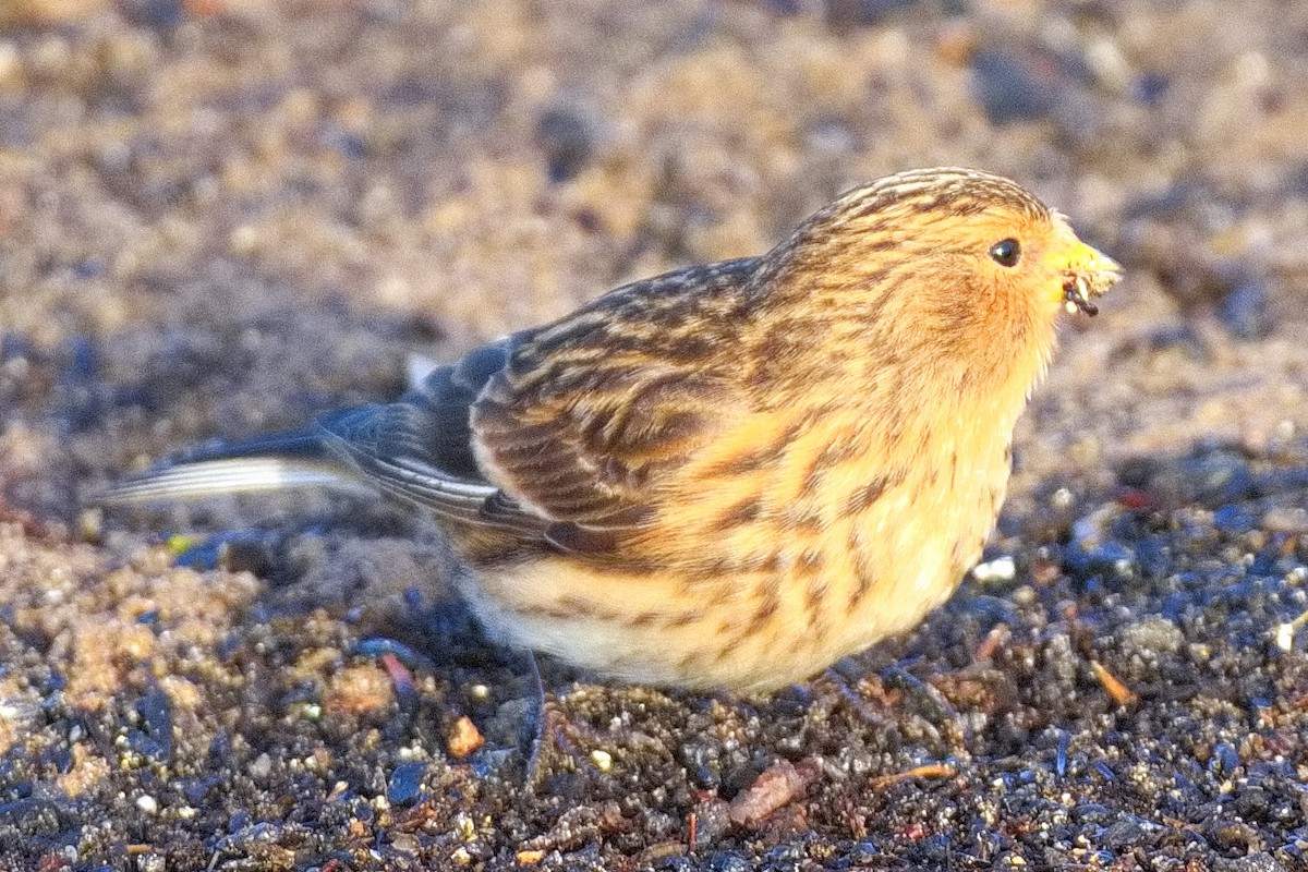 Twite - ML615704746