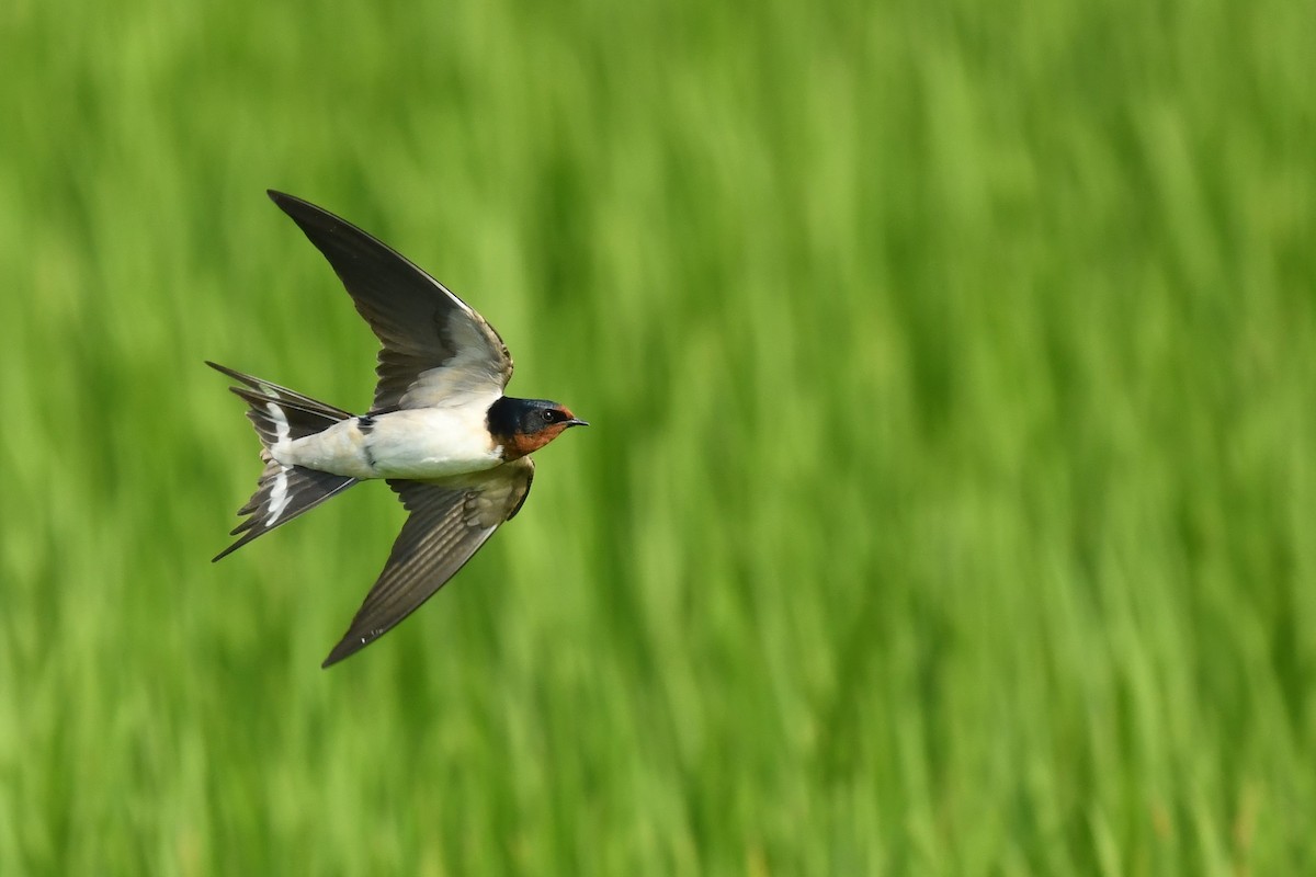 Barn Swallow - ML615704762