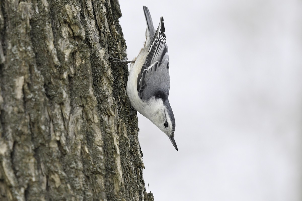 White-breasted Nuthatch - ML615704776