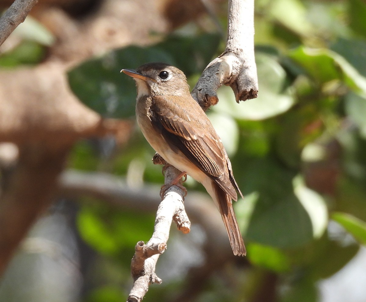 Brown-breasted Flycatcher - ML615704785