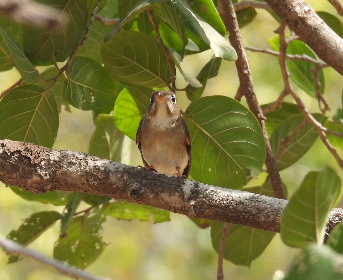 Brown-breasted Flycatcher - ML615704789