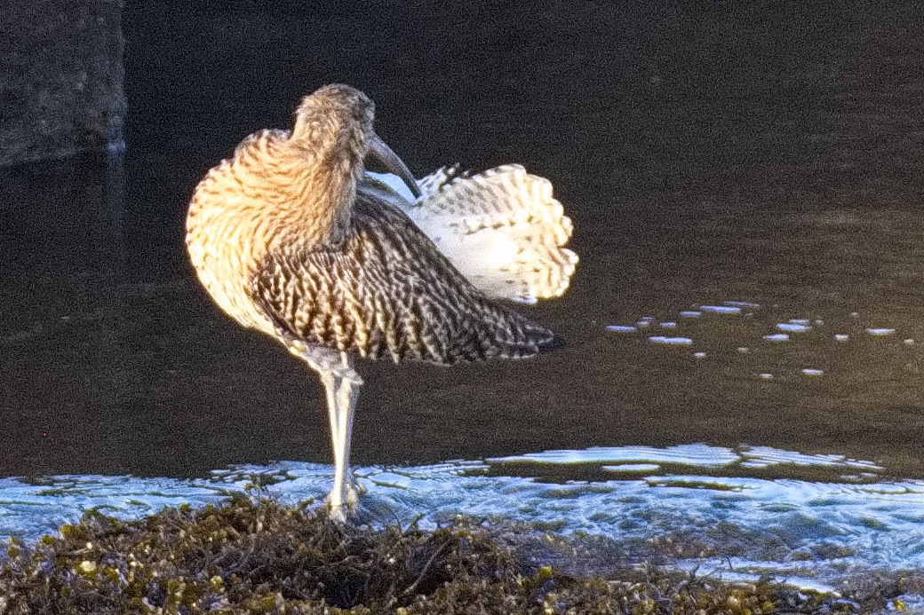 Eurasian Curlew - ML615704813