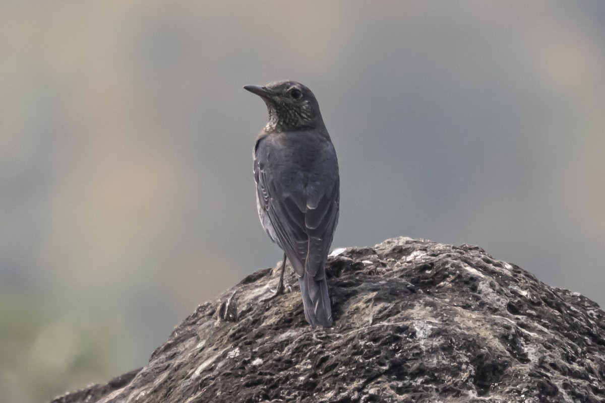 Blue Rock-Thrush - ML615704835