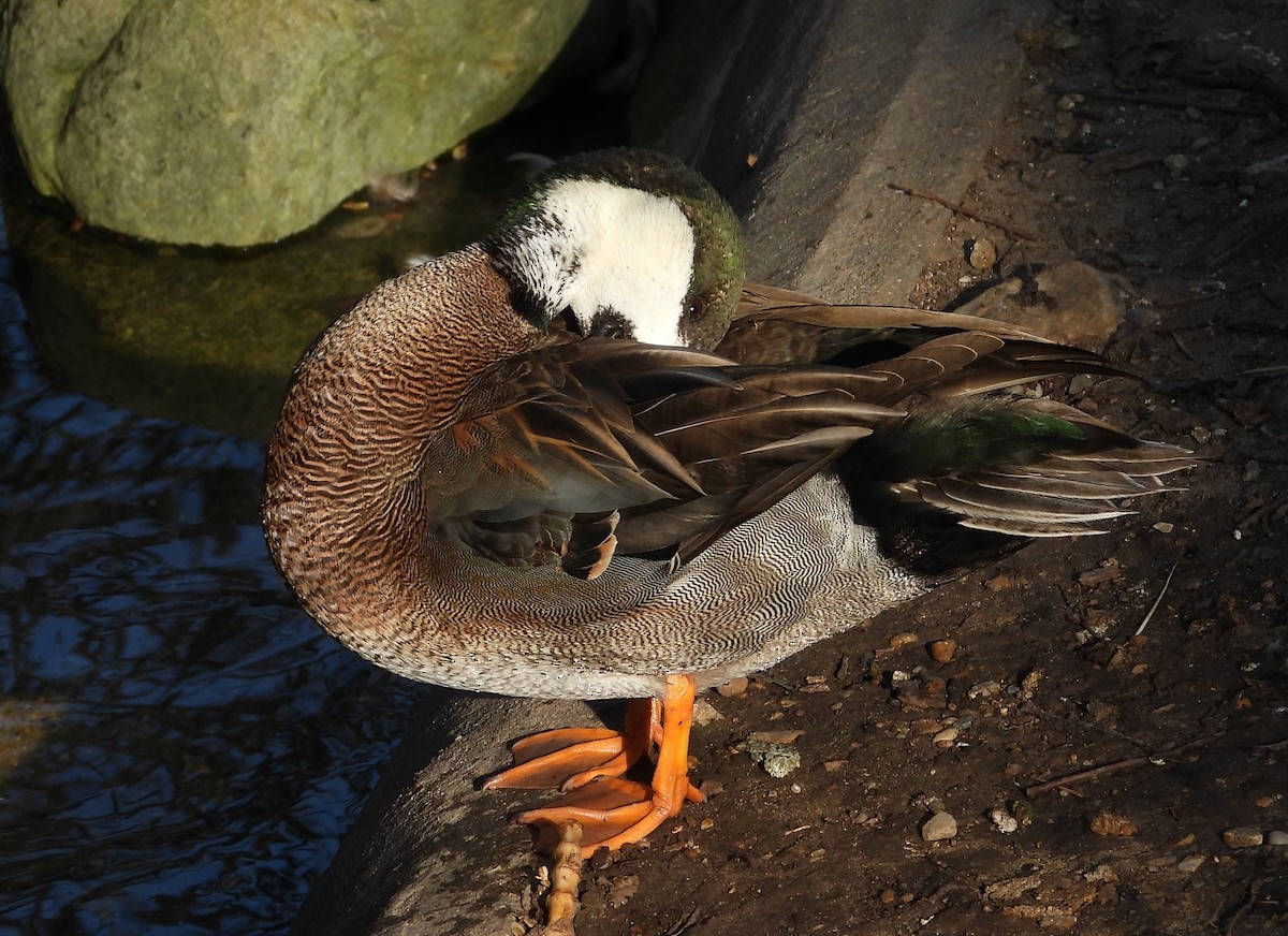 Northern Shoveler x Gadwall (hybrid) - ML615704846