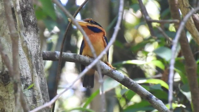 Rufous-collared Kingfisher - ML615704867