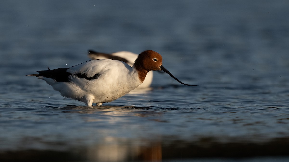 Avocette d'Australie - ML615704893