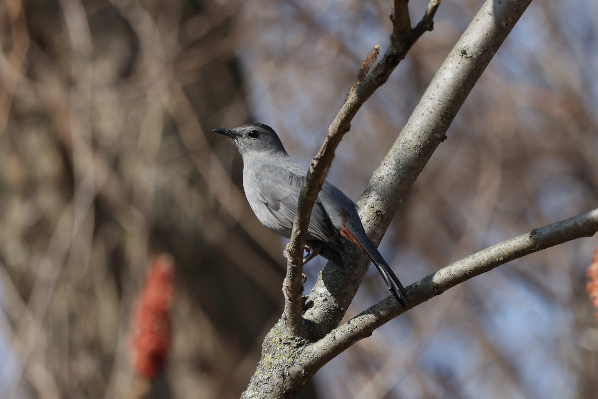 Gray Catbird - ML615704897