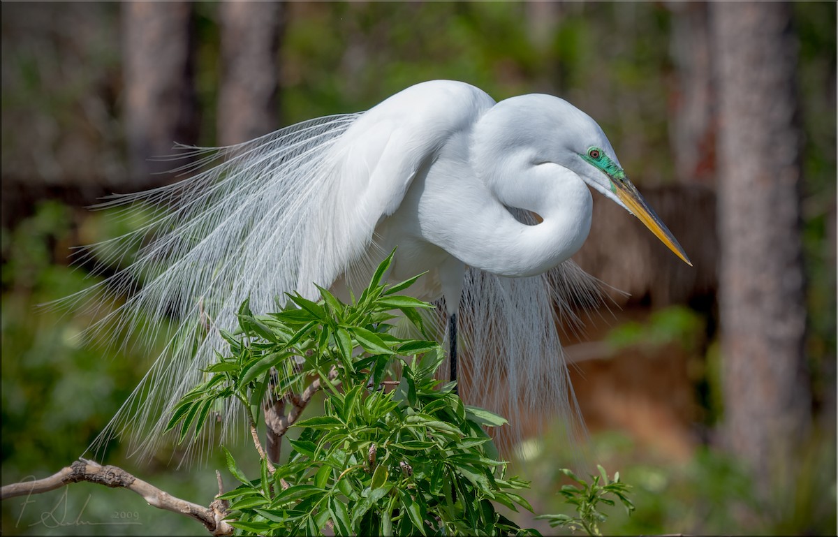 Great Egret - ML615704920