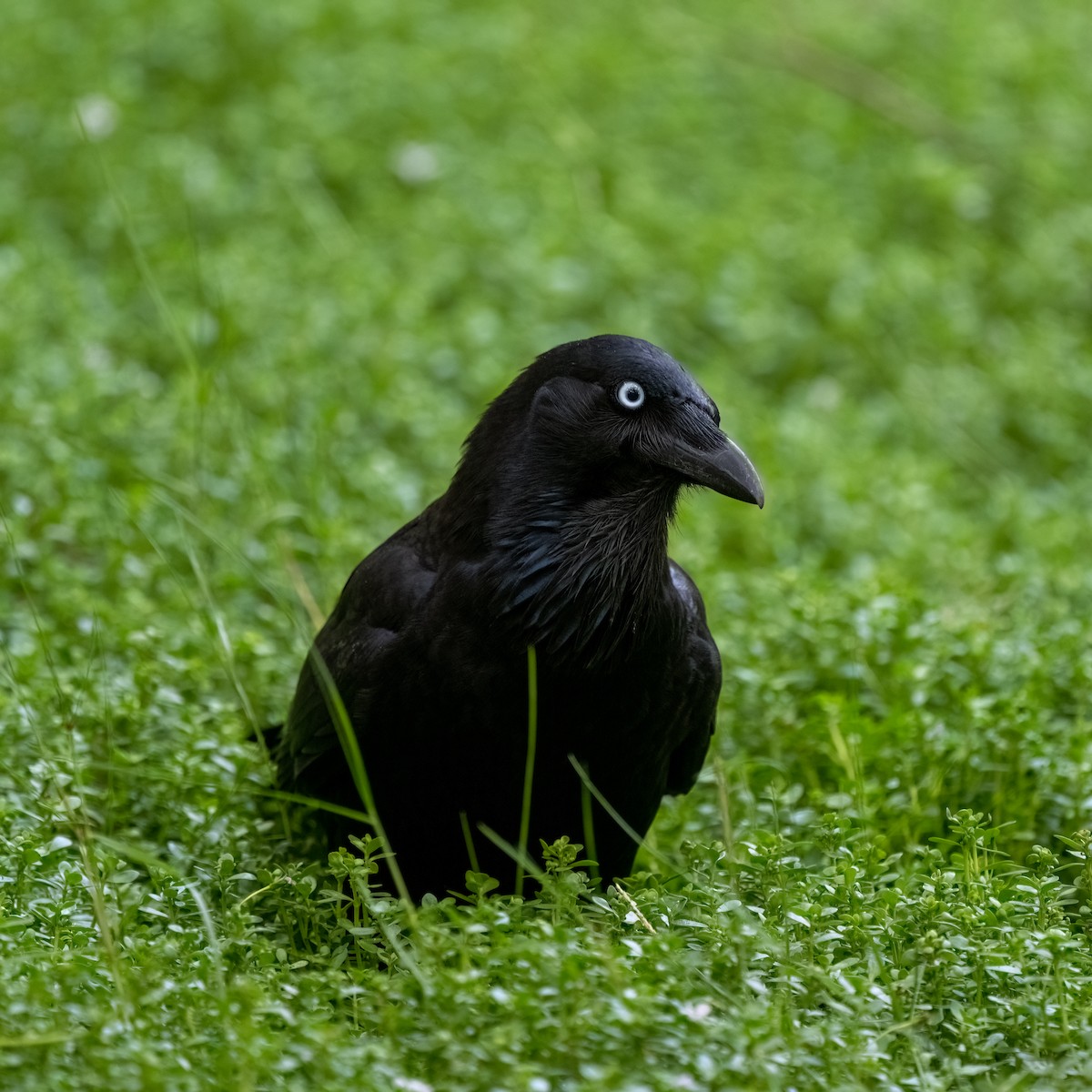 Australian Raven - ML615704921