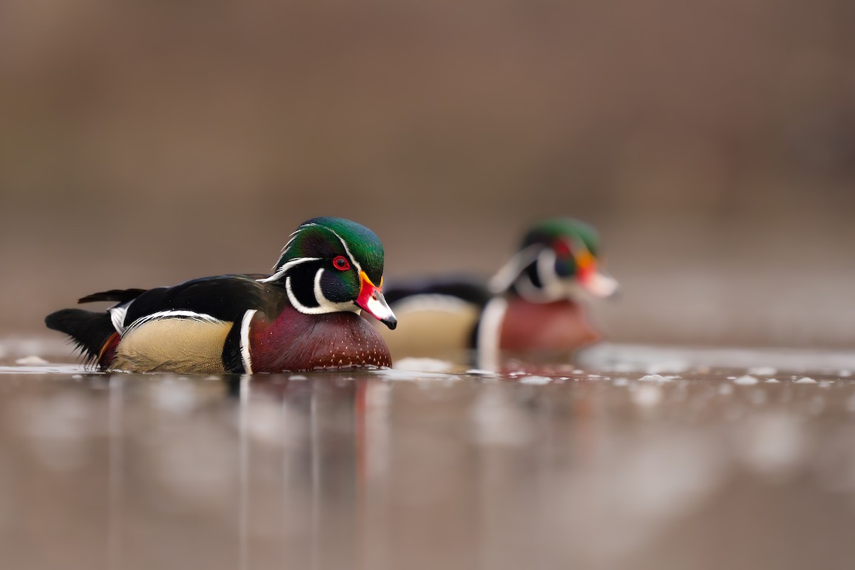 Wood Duck - Isaac Polanski