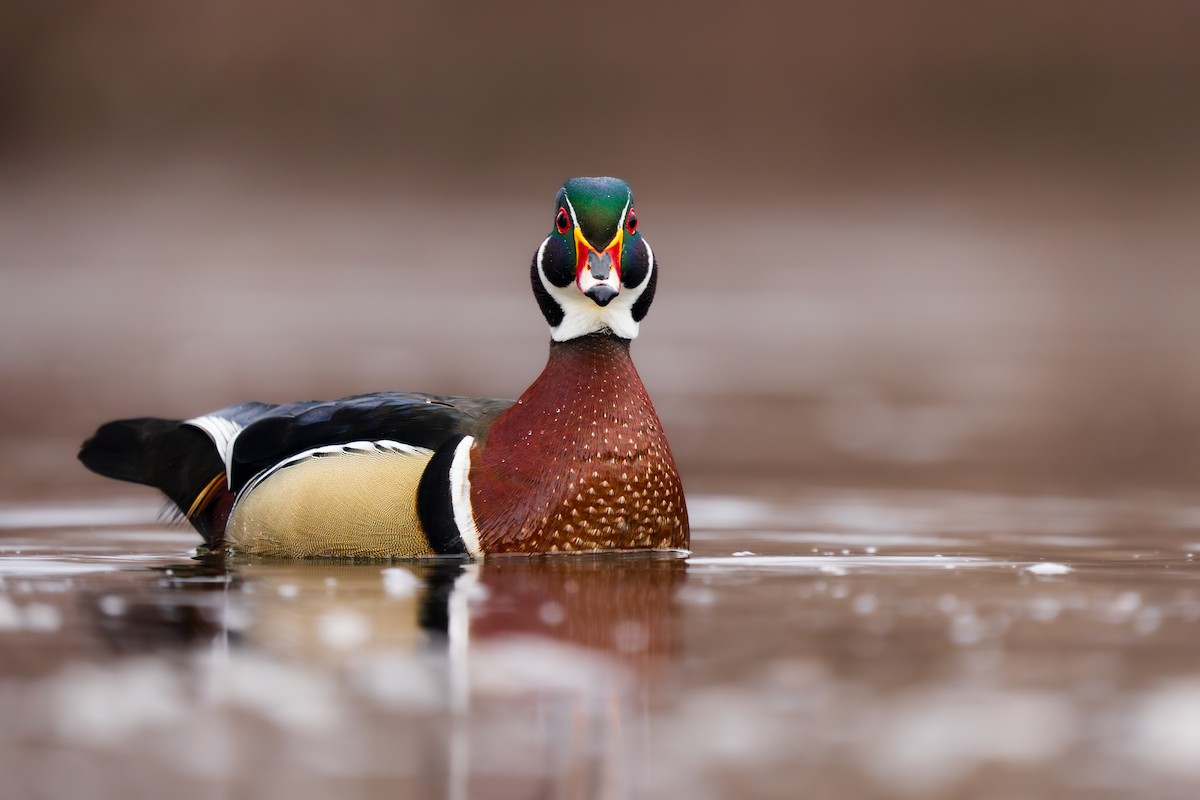 Wood Duck - ML615704978