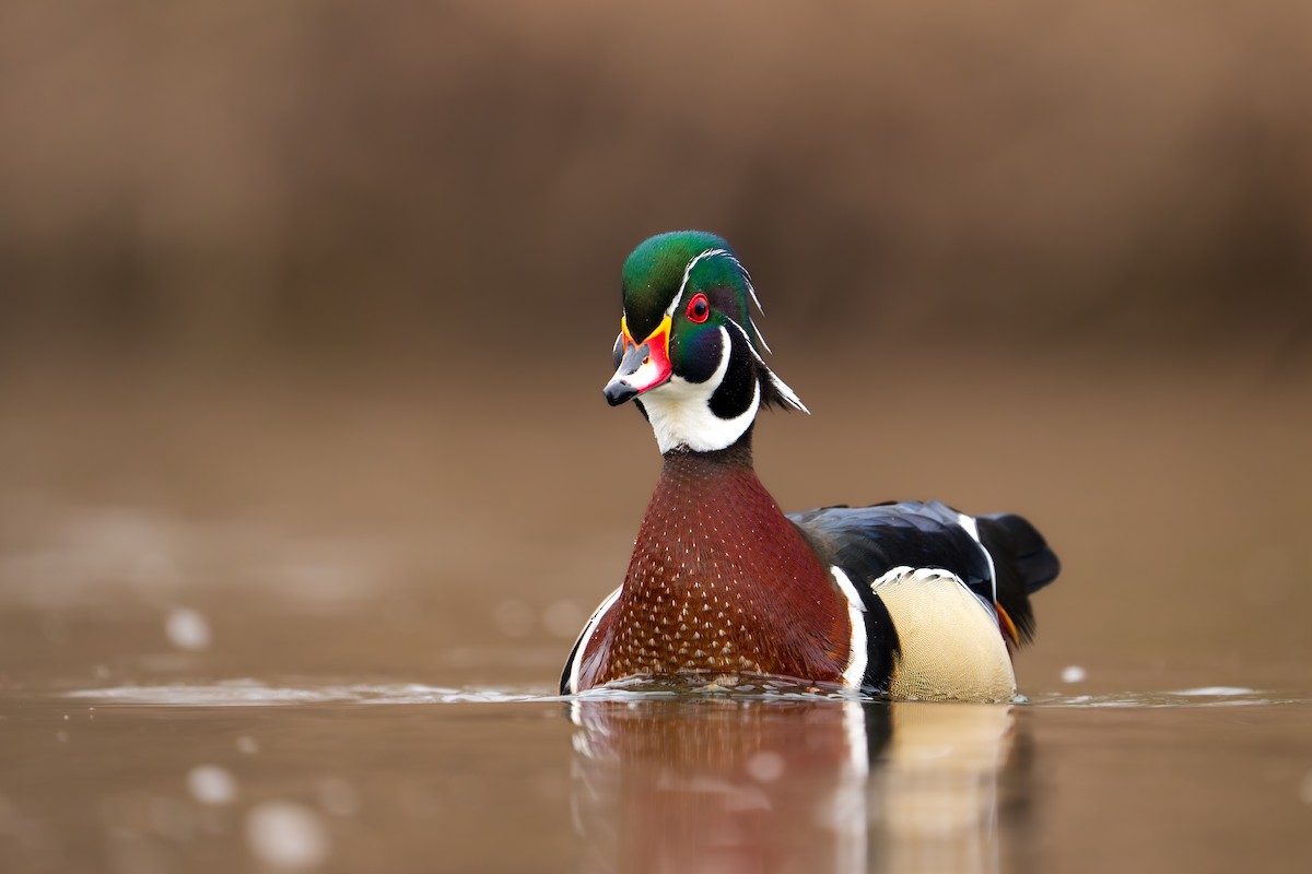 Wood Duck - Isaac Polanski