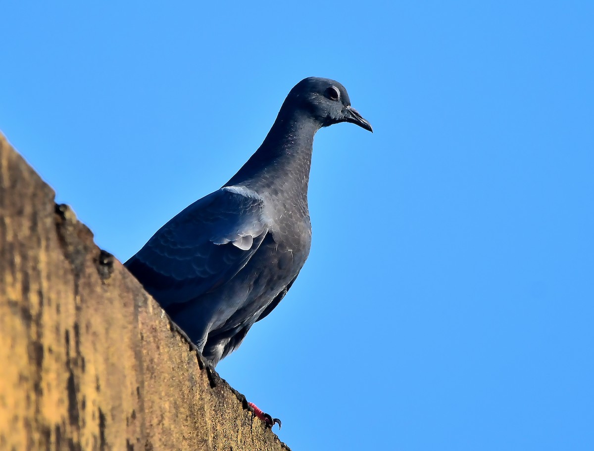 Rock Pigeon (Feral Pigeon) - HG Prashanthakumar