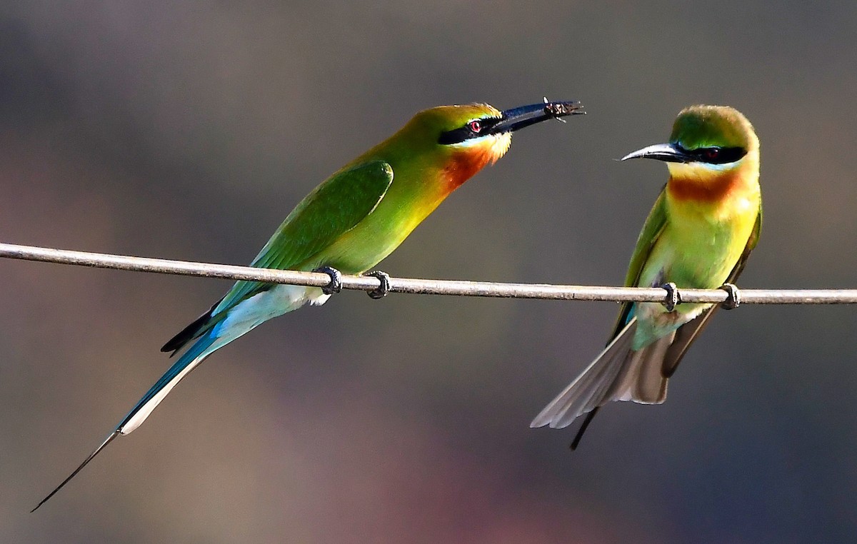 Blue-tailed Bee-eater - ML615705057