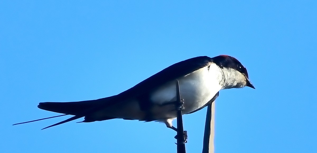 Wire-tailed Swallow - ML615705063