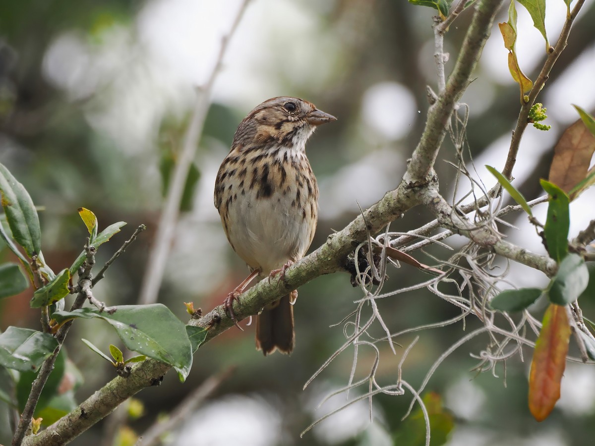 Lincoln's Sparrow - ML615705195